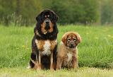 DOGUE DU TIBET 812